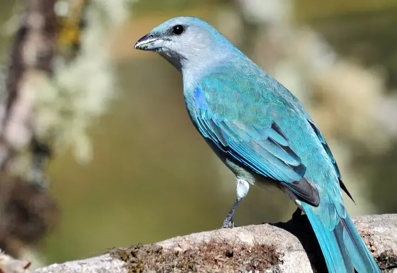 Canto de Sanhaço Azul Ekran Görüntüleri