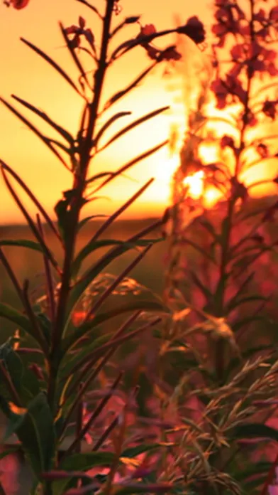 Live Wallpaper Collection - Photo Video HD for Lock Screen Ekran Görüntüleri