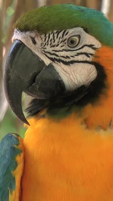 Live Wallpaper Collection - Photo Video HD for Lock Screen Ekran Görüntüleri