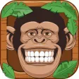 Rolling Monkey Rolling Monkey