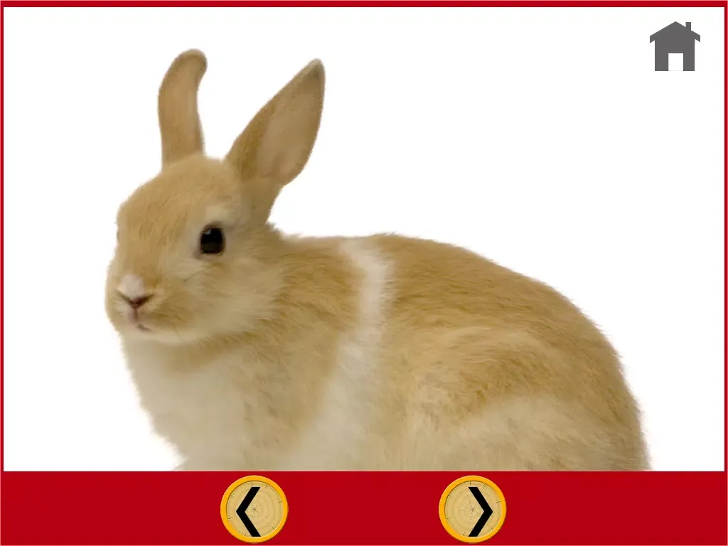 Captures d'écran de marvelous rabbits for kids - free iPad 