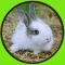 amazing rabbits for kids - no ads
