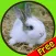 amazing rabbits for kids - free