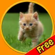 beautiful amazing cats for kids free