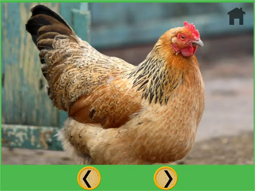 beautiful farm animals for all kids - free iPad  Screenshots