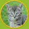captivating cats for kids - no ads