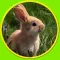 competition for rabbits - free game
