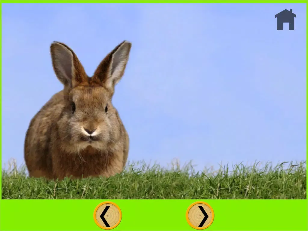 صور competition for rabbits - free game iPad 