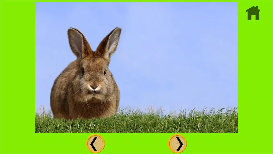 صور competition for rabbits - free game