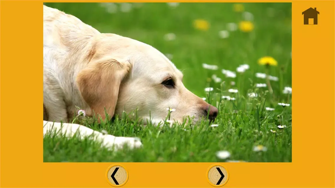 Zrzuty ekranu dogs of my kids - free game