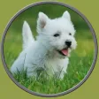 dogs pictures to win for kids - free game