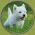 dogs pictures to win for kids - free game