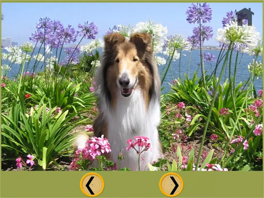 تصاویر dogs pictures to win for kids - free game iPad 