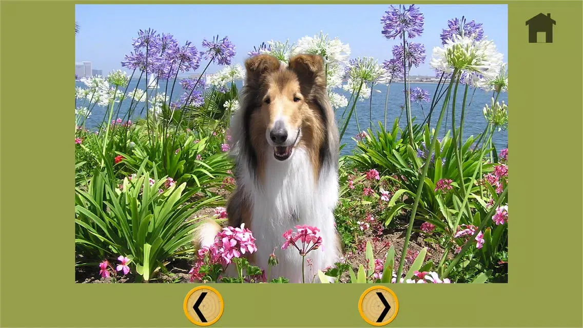 تصاویر dogs pictures to win for kids - free game
