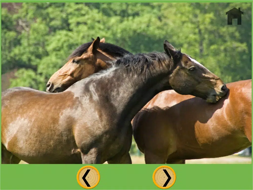 exciting horses for kids - no ads iPad 应用截图