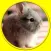 exciting rabbits for kids no ads