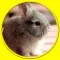 exciting rabbits for kids no ads