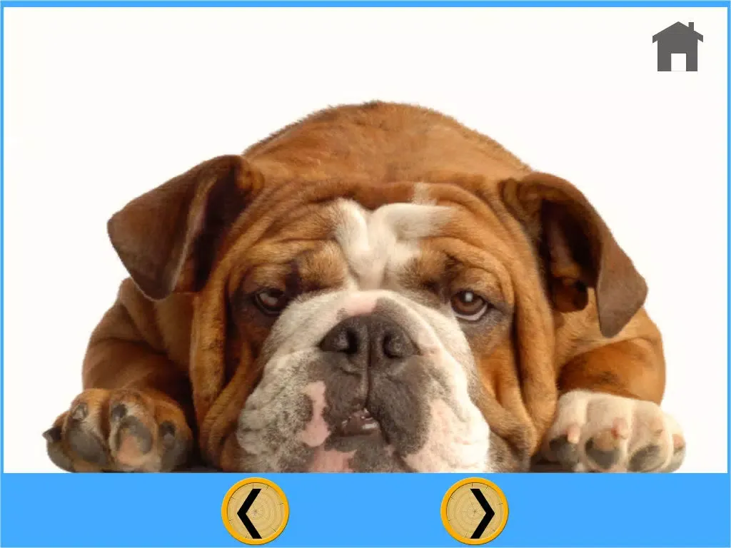 fantastic dogs pictures for kids - no ads iPad 应用截图