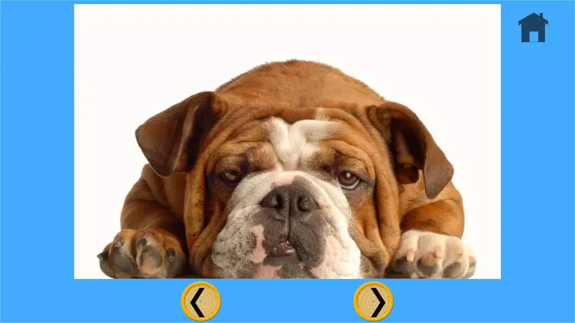 fantastic dogs pictures for kids - no ads应用截图