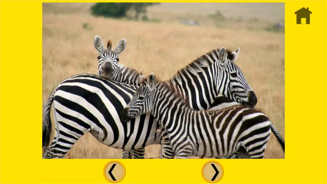 Capturas de tela do fantastic jungle animals pictures for kids - free