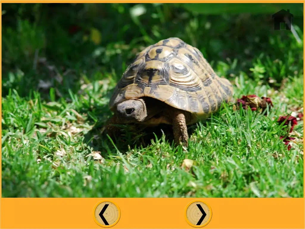 Tangkapan layar fascinating turtles for my kids - free iPad 