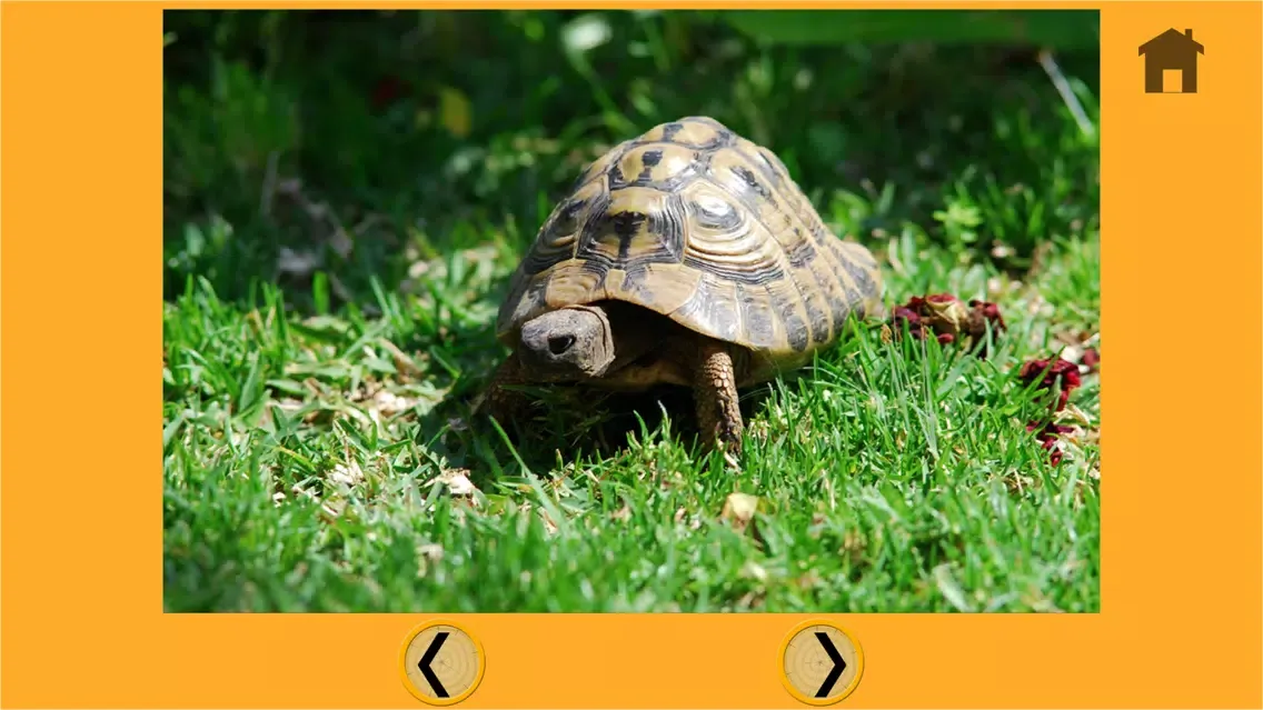 Tangkapan layar fascinating turtles for my kids - free