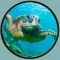 friendly turtles for kids - no ads