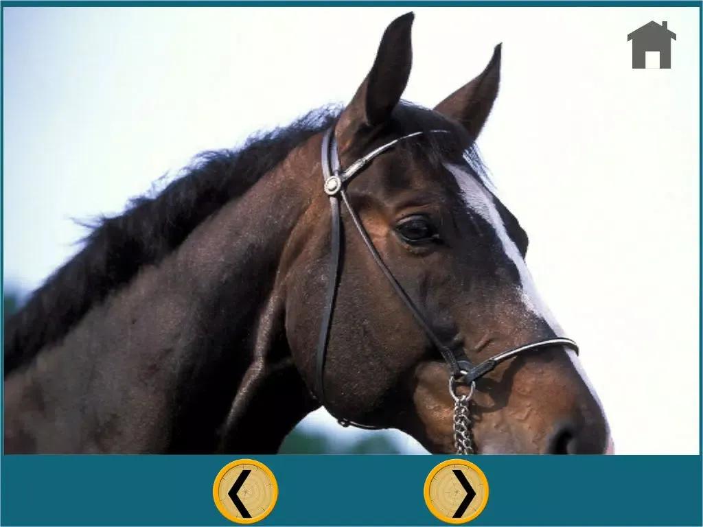 horses and games for kids - no ads iPad Ekran Görüntüleri