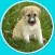 competition for dogs - free game