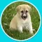 competition for dogs - free game