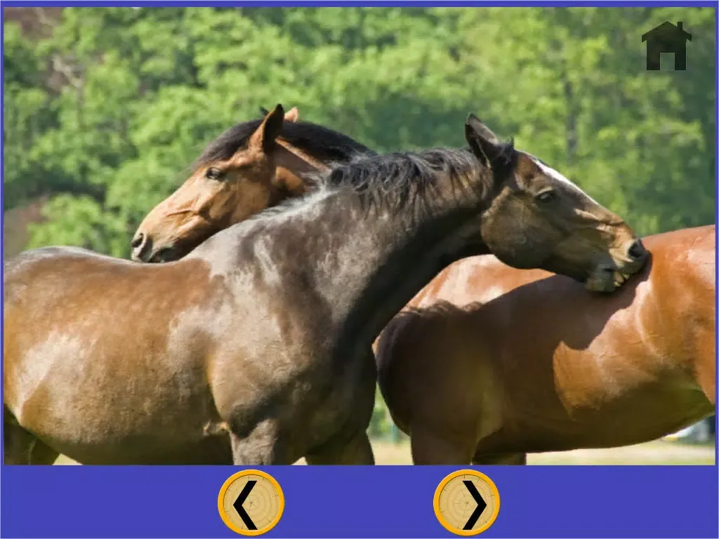 images of horses that i love - free game iPad  Screenshots