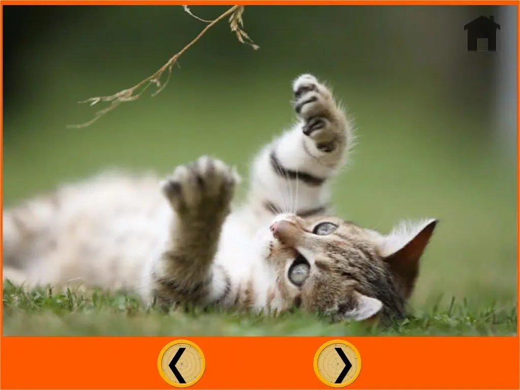 Captures d'écran de irresistible cats for kids - no ads iPad 
