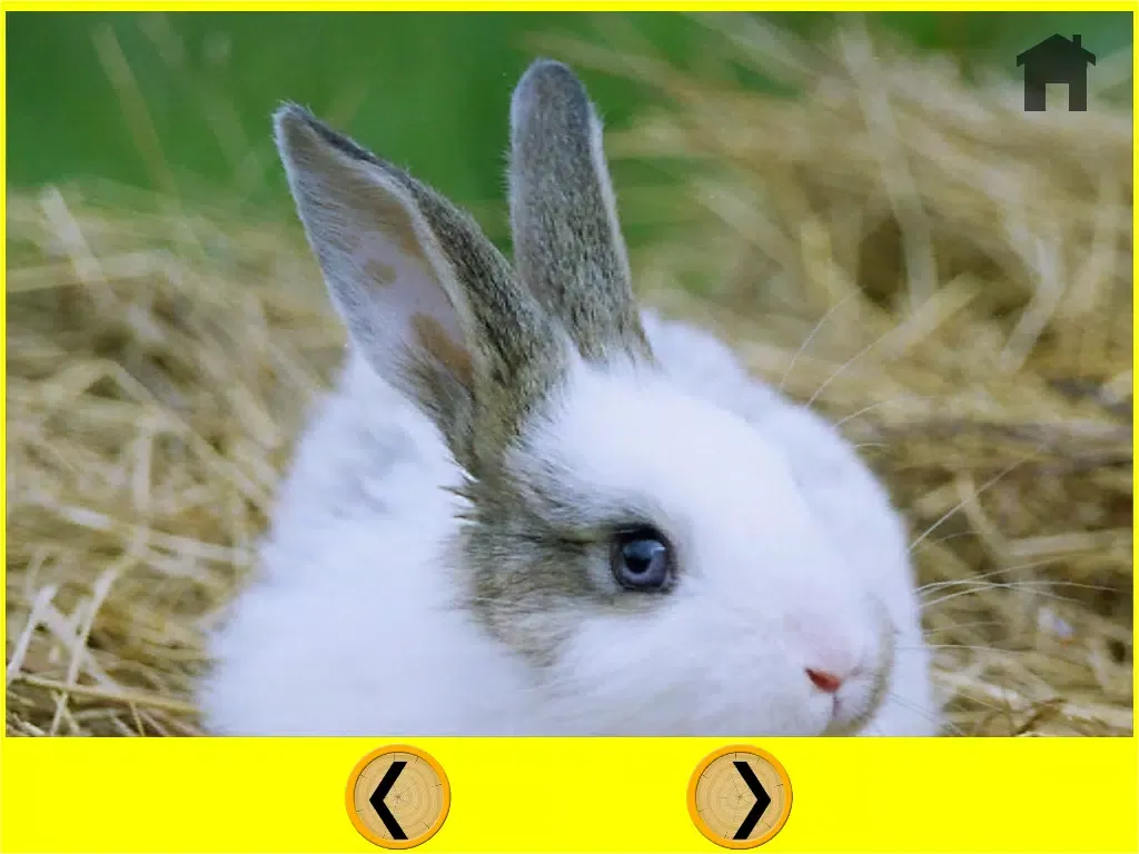irresistible rabbits for kids - free iPad  Screenshots