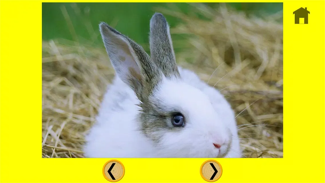 irresistible rabbits for kids - free Screenshots