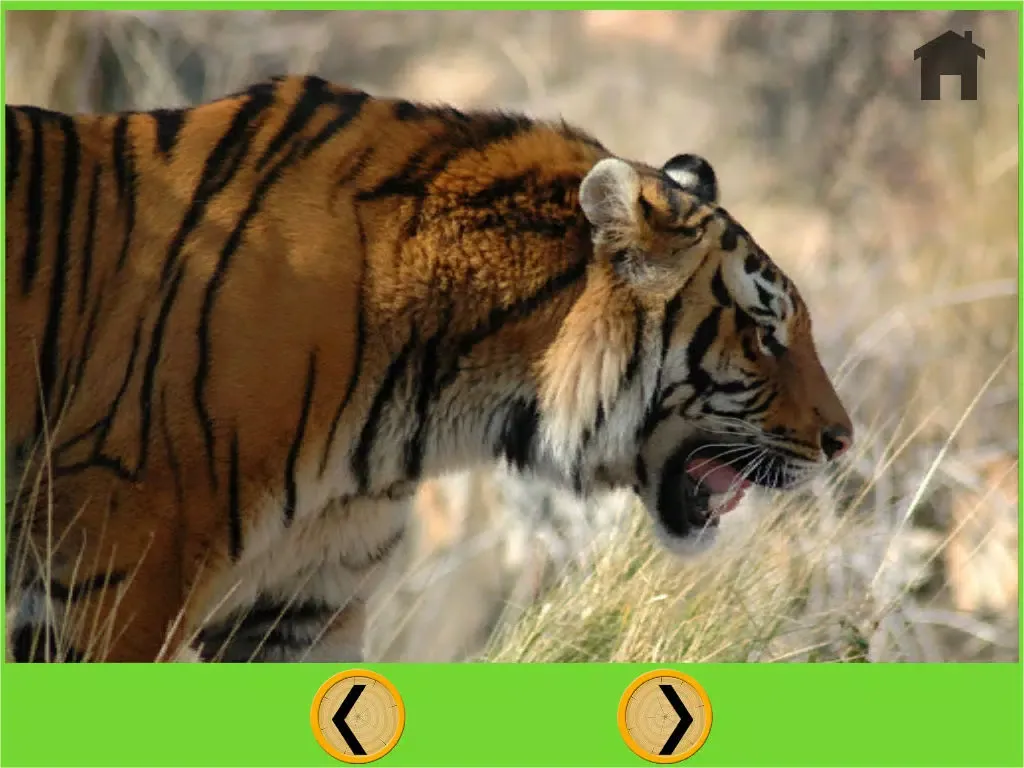 jungle animals delightful for kids - no ads iPad  스크린샷