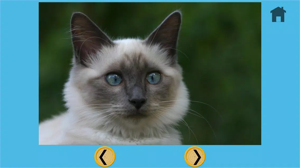 تصاویر kids cat lovers - free