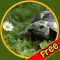 kids turtles lovers - free