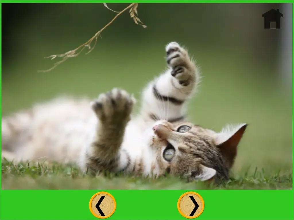marvelous cats for kids - free iPad  Screenshots
