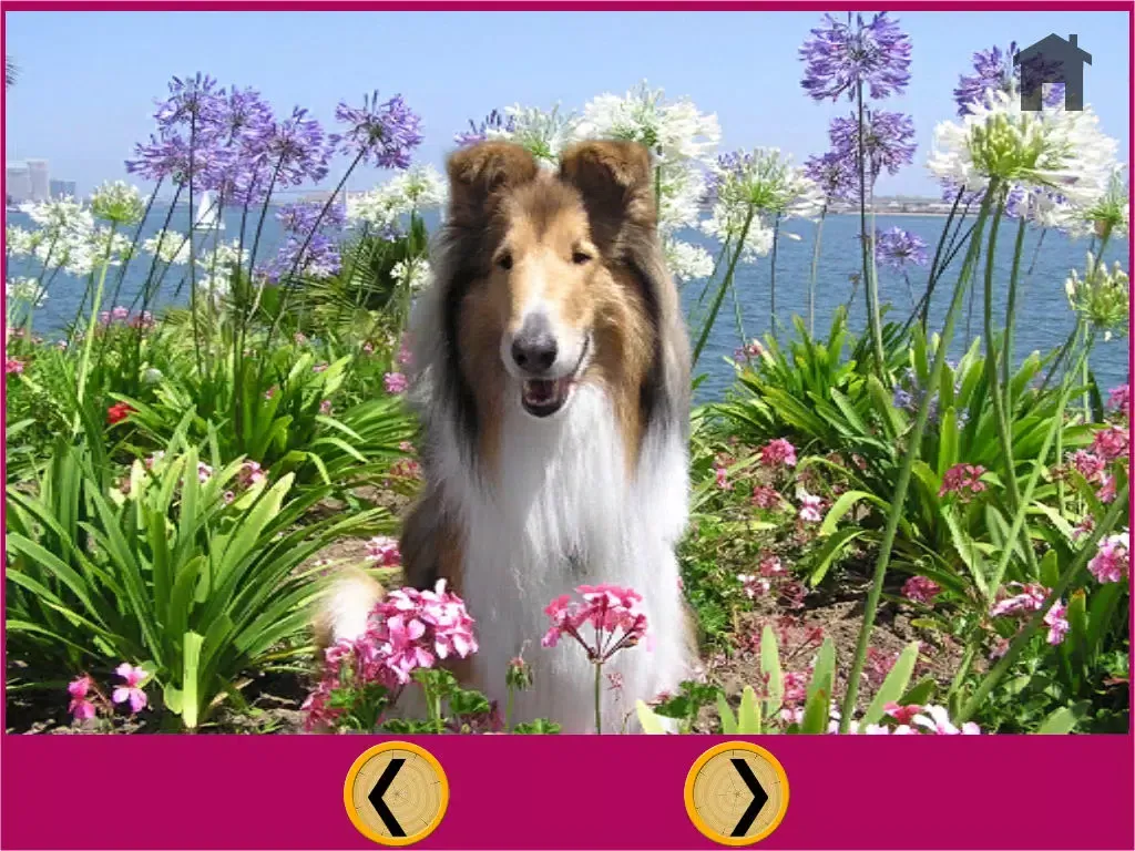 my favorite dogs - free iPad  スクリーンショット