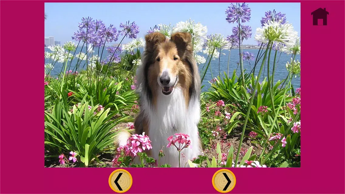 my favorite dogs - free スクリーンショット