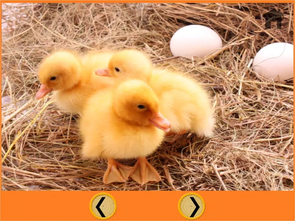 my favorite farm animals - free iPad 應用截圖