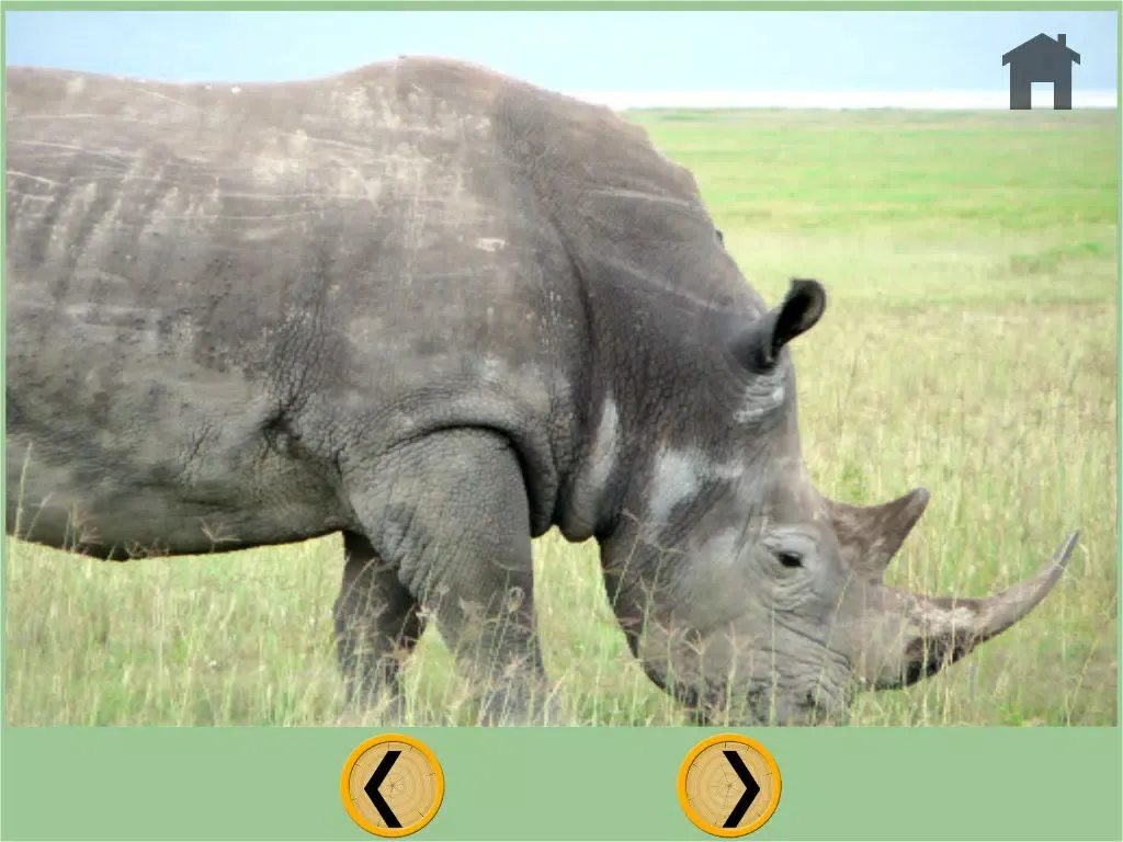 Capturas de pantalla de my favorite jungle animals - free game iPad 