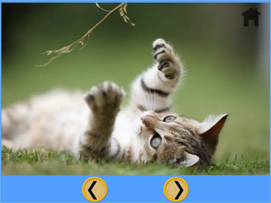my kids and cats collection - free iPad 应用截图