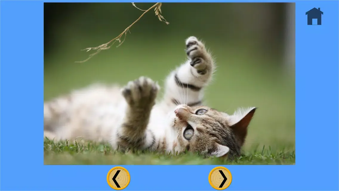 my kids and cats collection - free应用截图