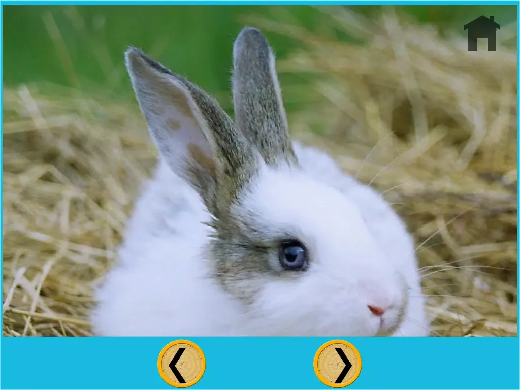 my kids and rabbits collection - free iPad 应用截图