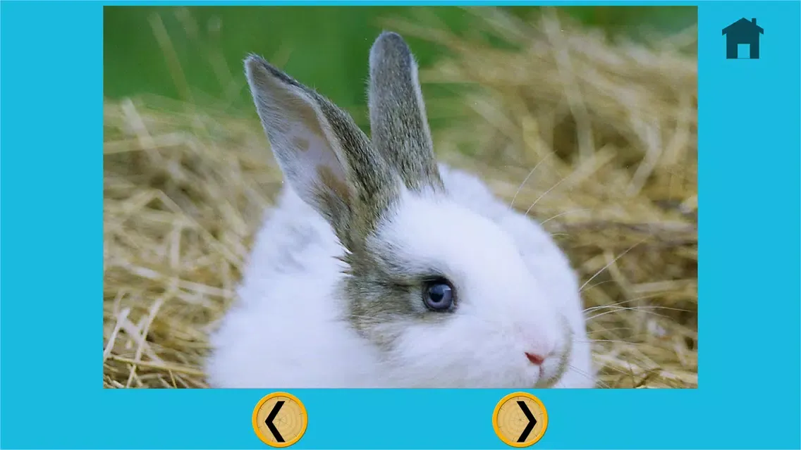 my kids and rabbits collection - free应用截图