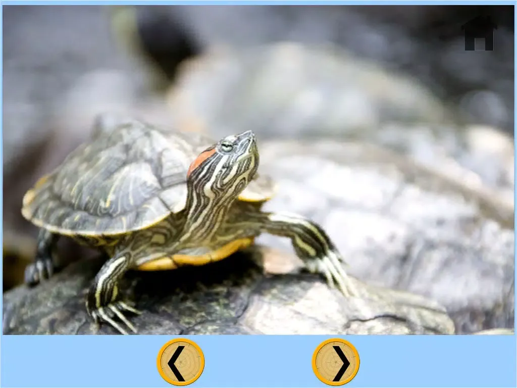 Captures d'écran de my kids and turtles collection - free iPad 