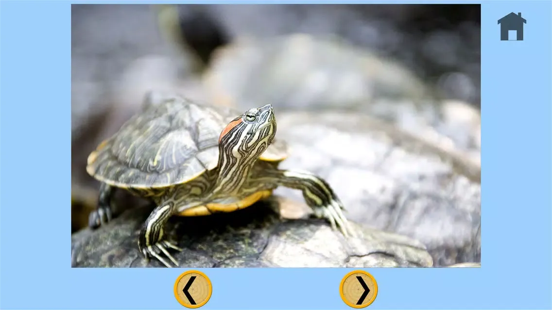 Captures d'écran de my kids and turtles collection - free