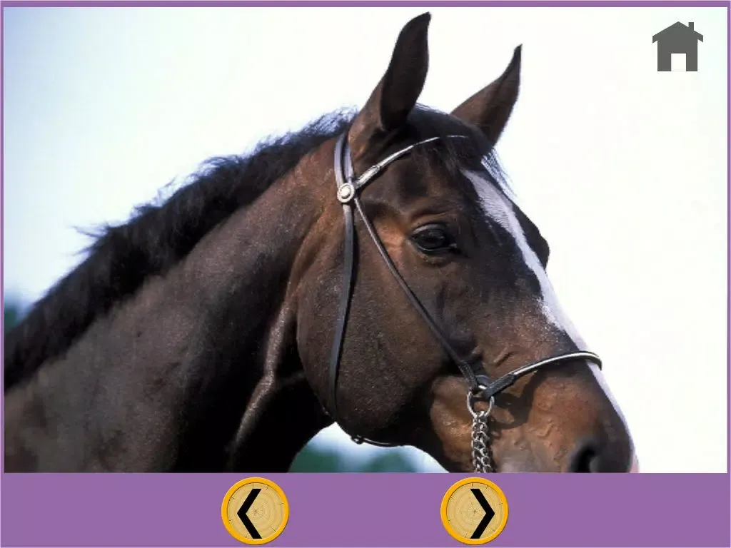 ภาพหน้าจอของ nice horses for kids - free iPad 
