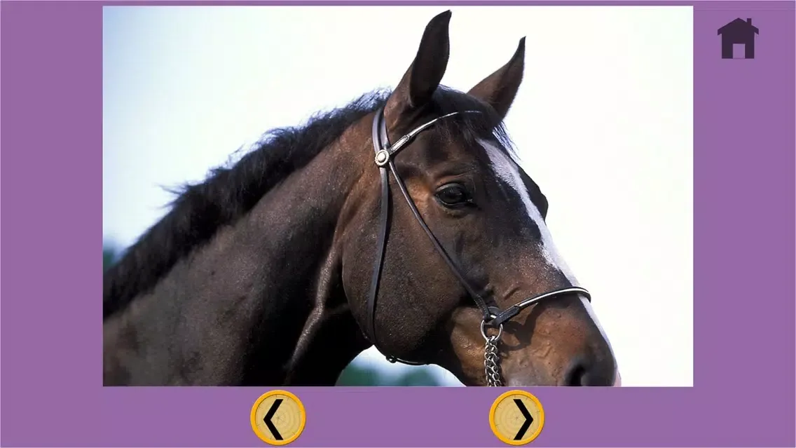 ภาพหน้าจอของ nice horses for kids - free